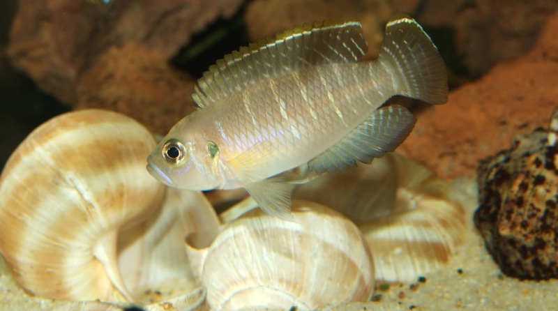 Neolamprologus brevis 'Chimba'
